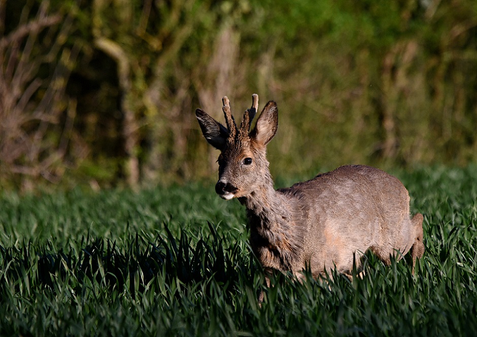 DSC_9252r.JPG