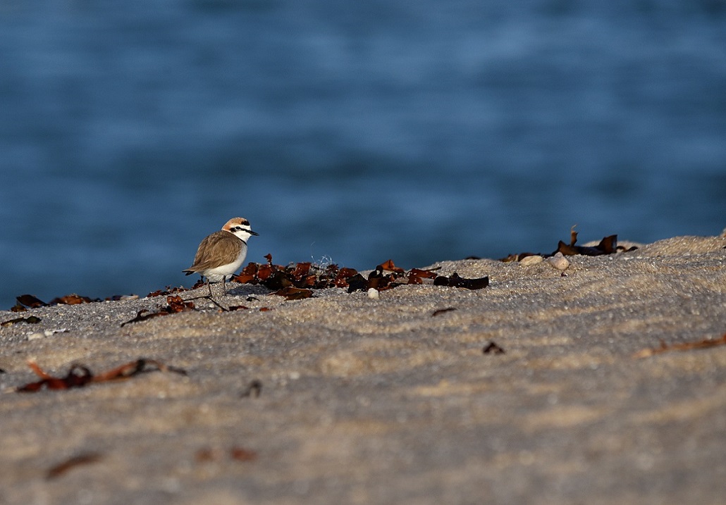 DSC_7417r.JPG