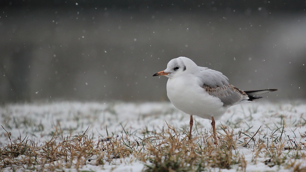 180 Mouette rieuse.jpg