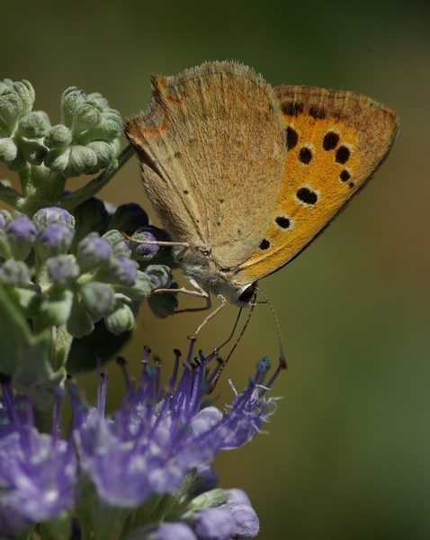 Papillon_CarioptÃ©ris.jpg