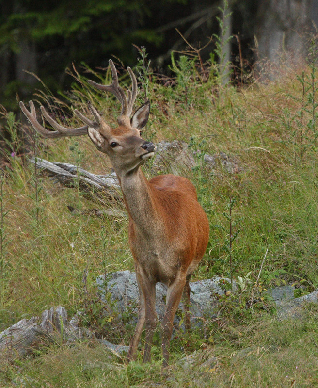 cerf-04.08.2.jpg