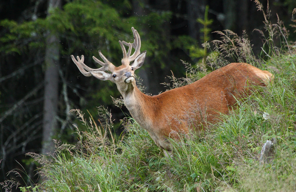 cerf-04.08.3.jpg