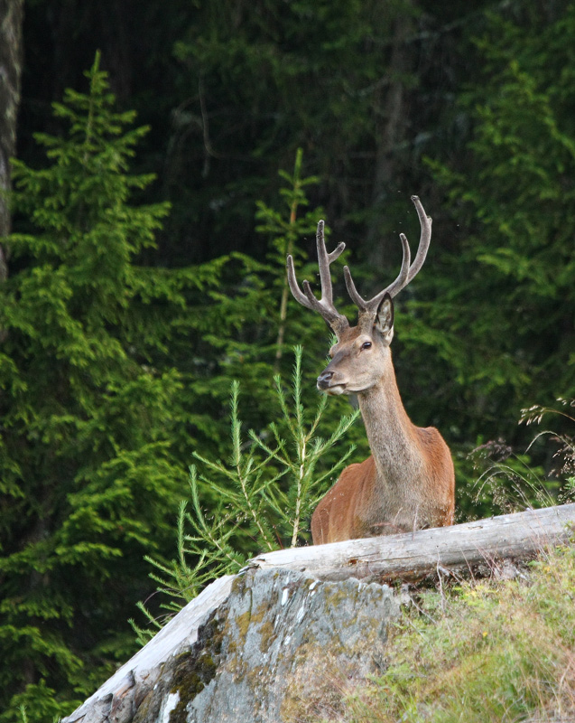 cerf-04.08.jpg