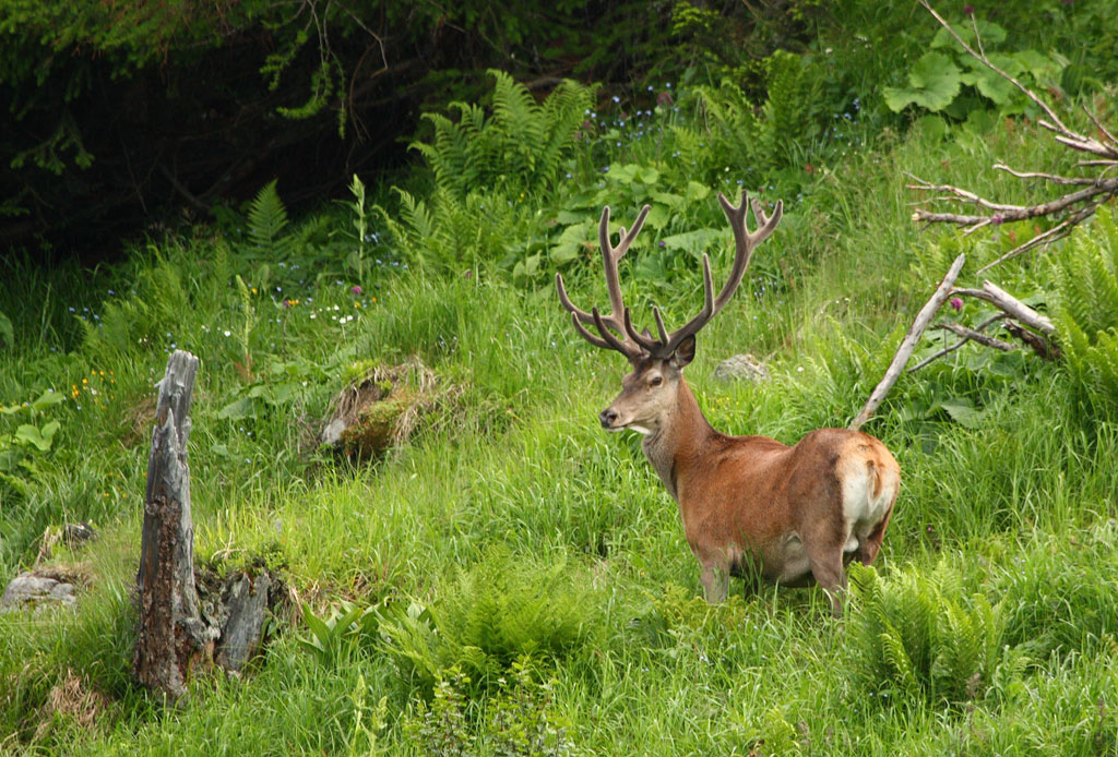 cerf-28.jpg