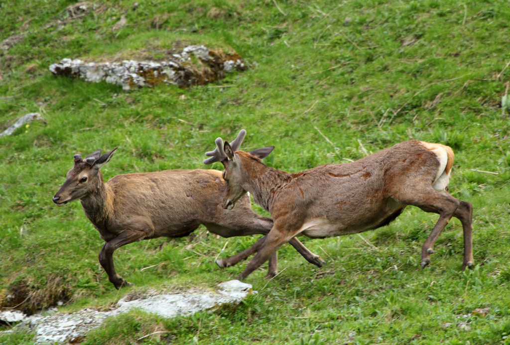 cerfs-09.05.jpg