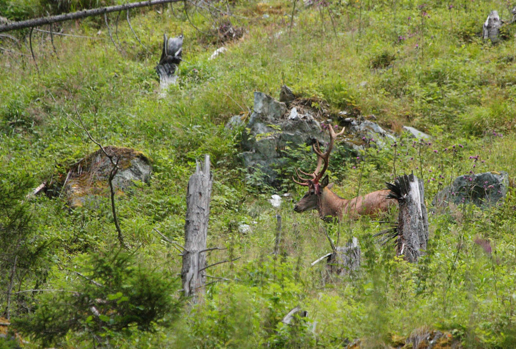 cerf-08.08.jpg