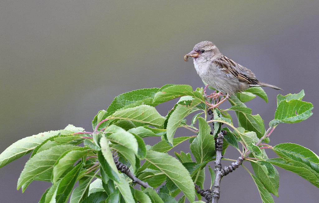 DSC_5233.jpg