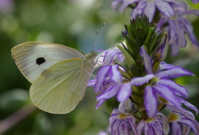 Papillon_Blanc4827.JPG