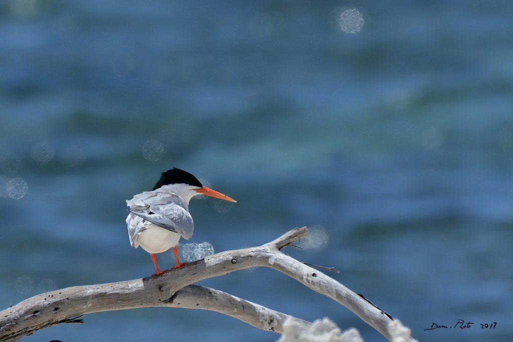 DSC_9147 IN.jpg