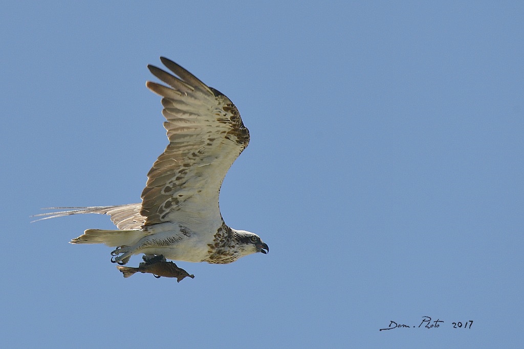 DSC_9205 IN.jpg