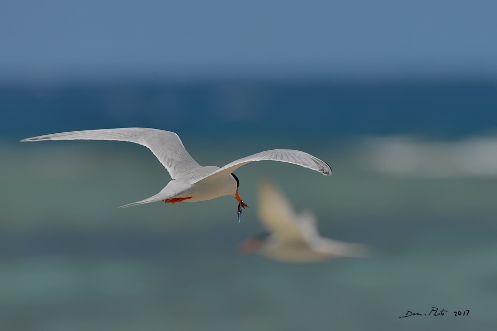 DSC_9272 IN.jpg