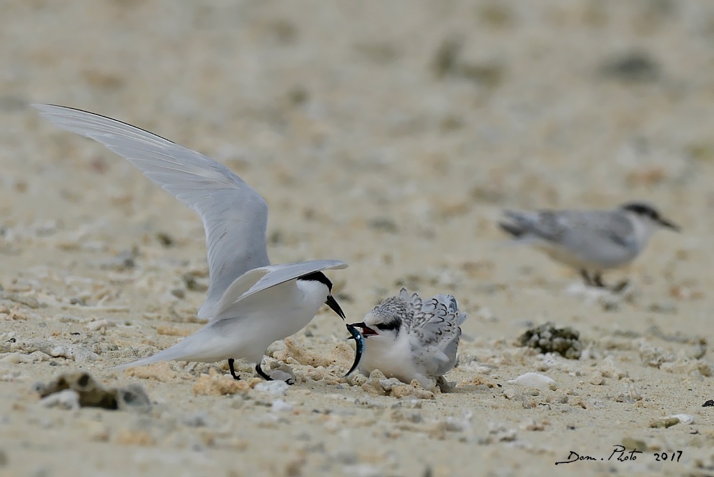 DSC_9487 IN.jpg