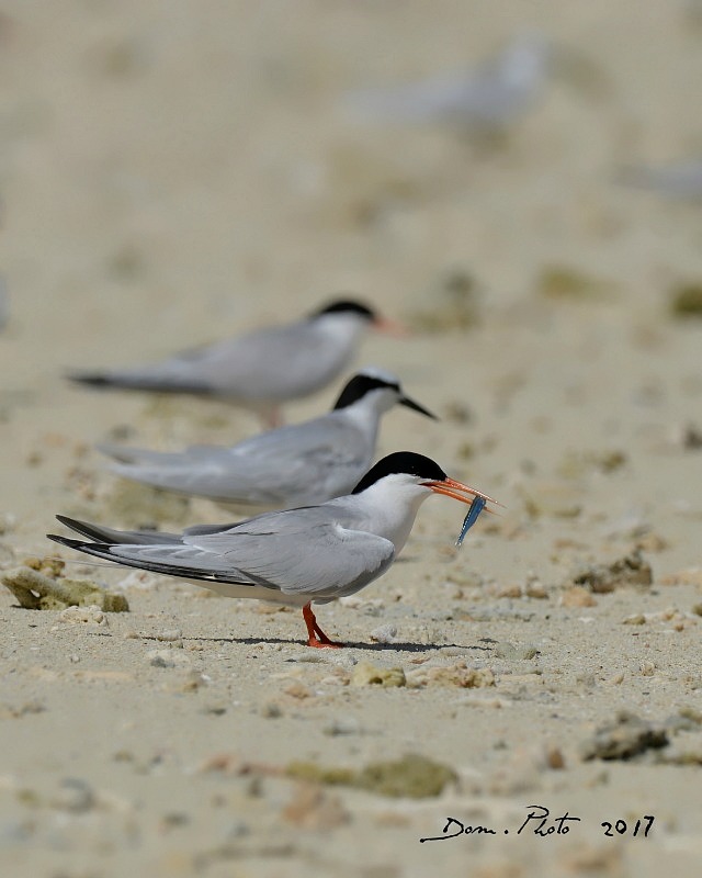 DSC_9413 IN.jpg