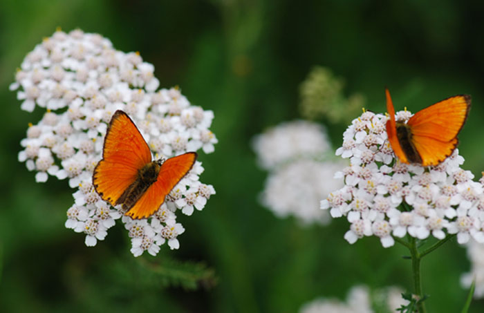 papillons 3.jpg