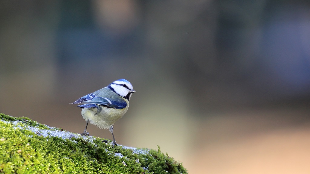 194 Mésange bleue.jpg