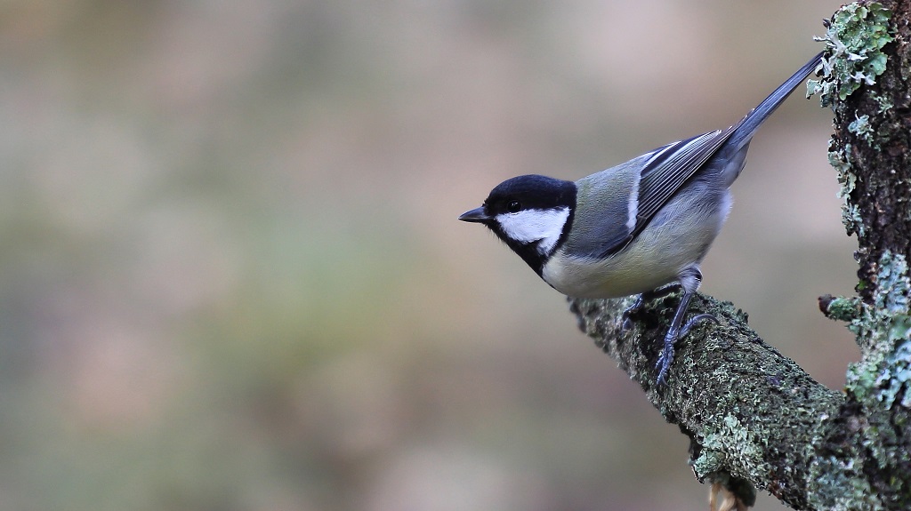 195 Mésange charbonnière.jpg
