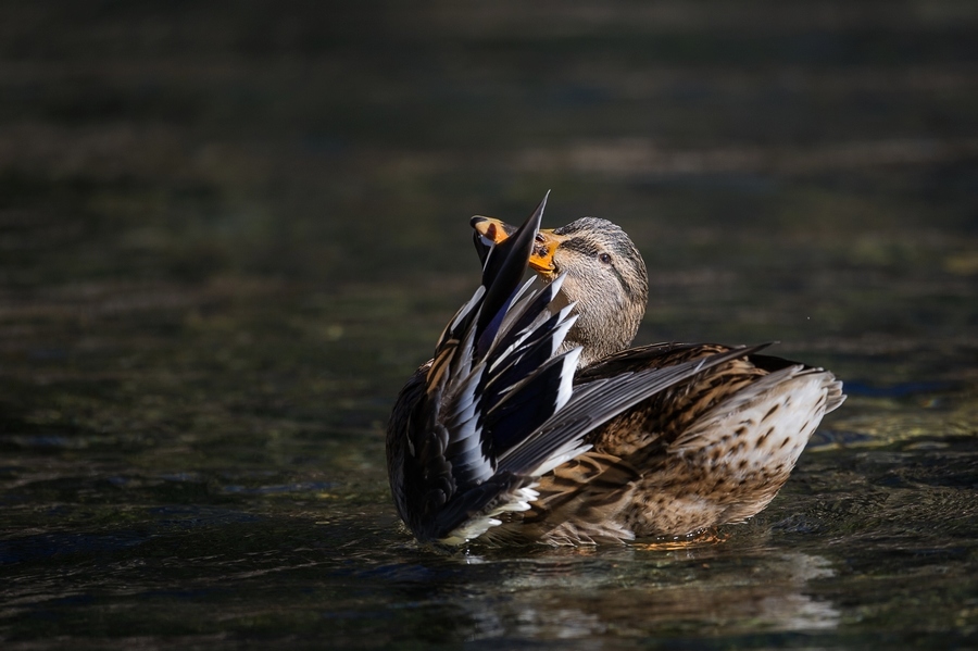 _D3S5985-1IN.jpg