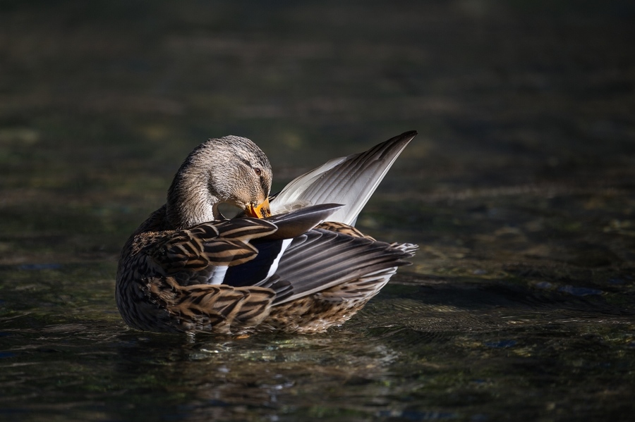 _D3S5997-1IN.jpg