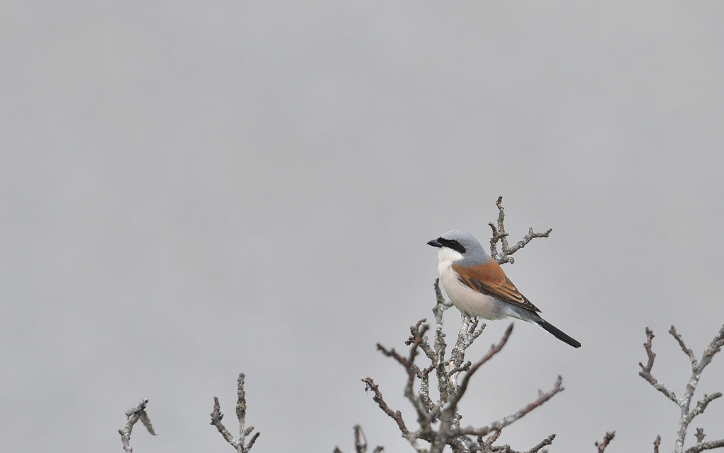 DSC_4029.jpg