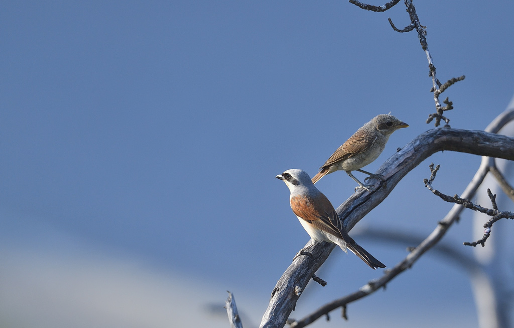 DS5_2303.jpg