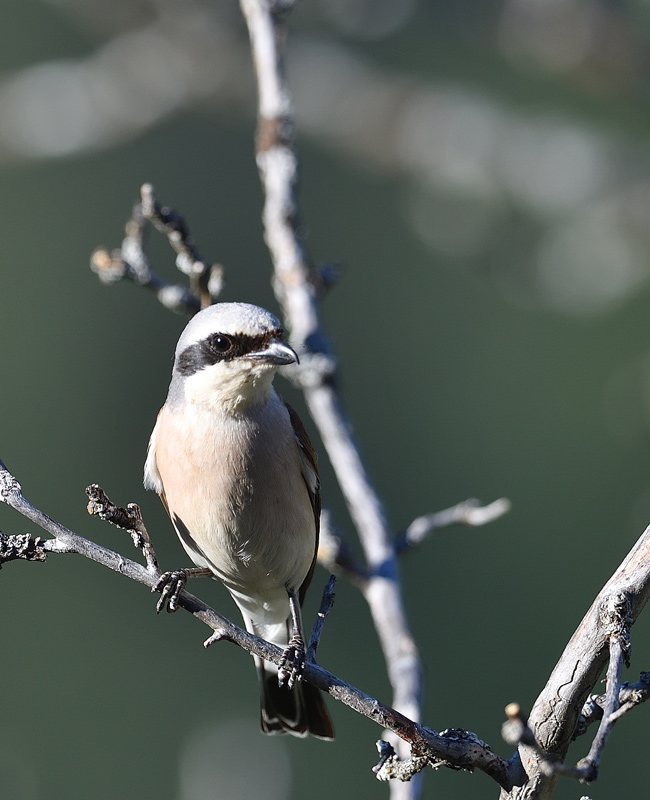 DS5_2327.jpg