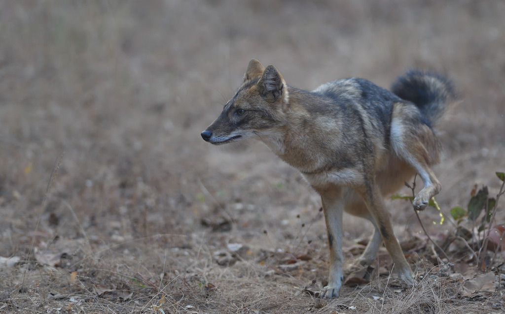 DS5_7042.jpg