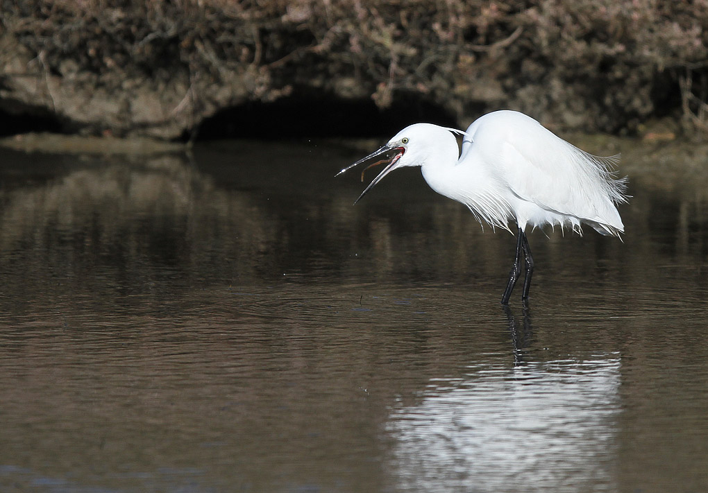 aigrette lombric_modifié-1.jpg