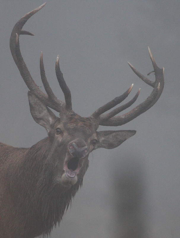 rut-du-cerf-25.jpg