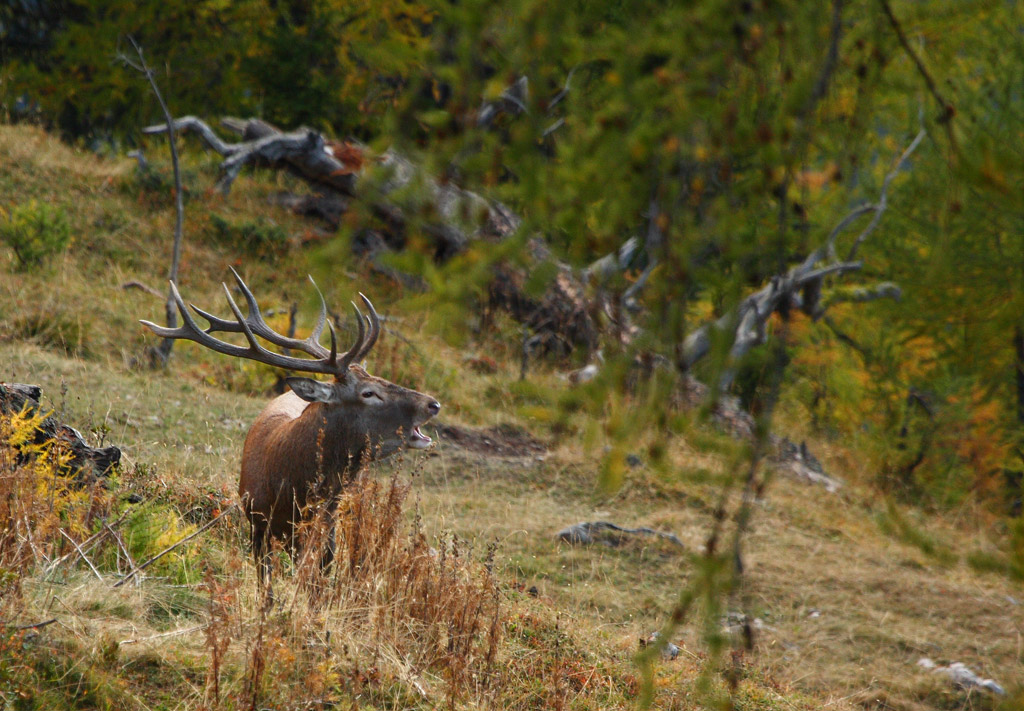 rut-du-cerf-02.10.jpg