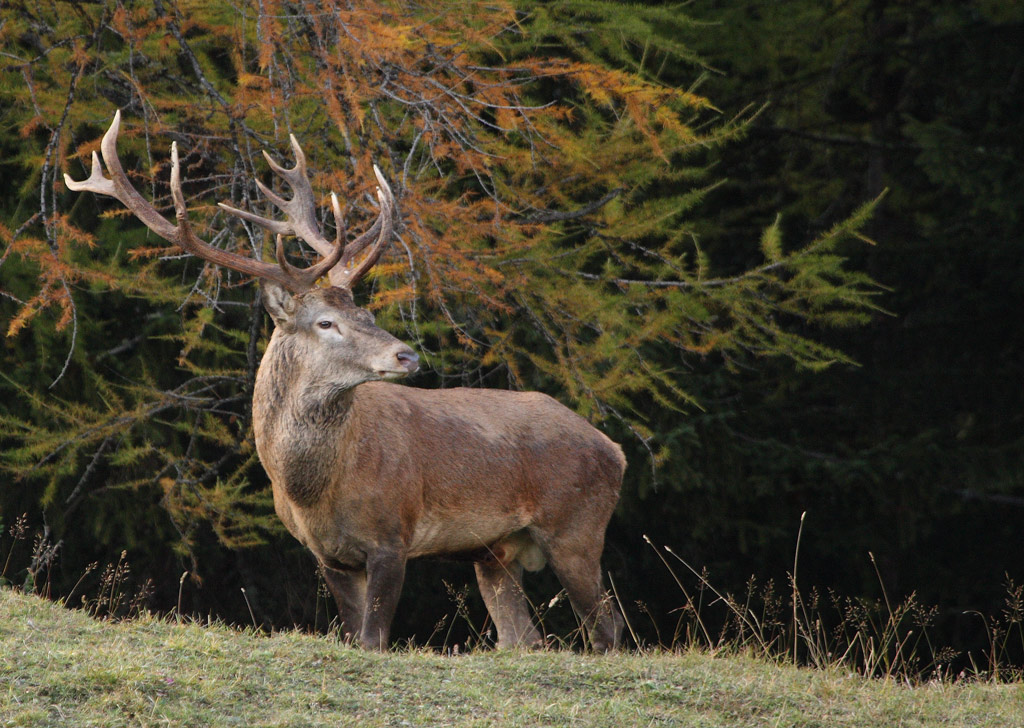 rut-du-cerf-01.10.jpg