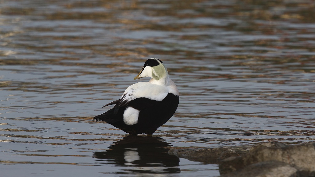 197 Eider à duvet.jpg