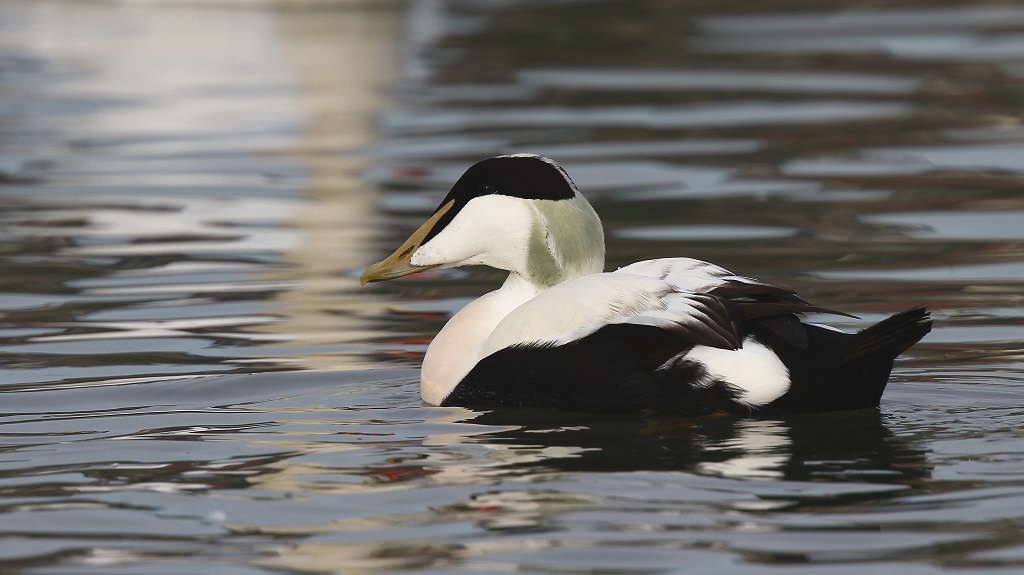 198 Eider à duvet.jpg