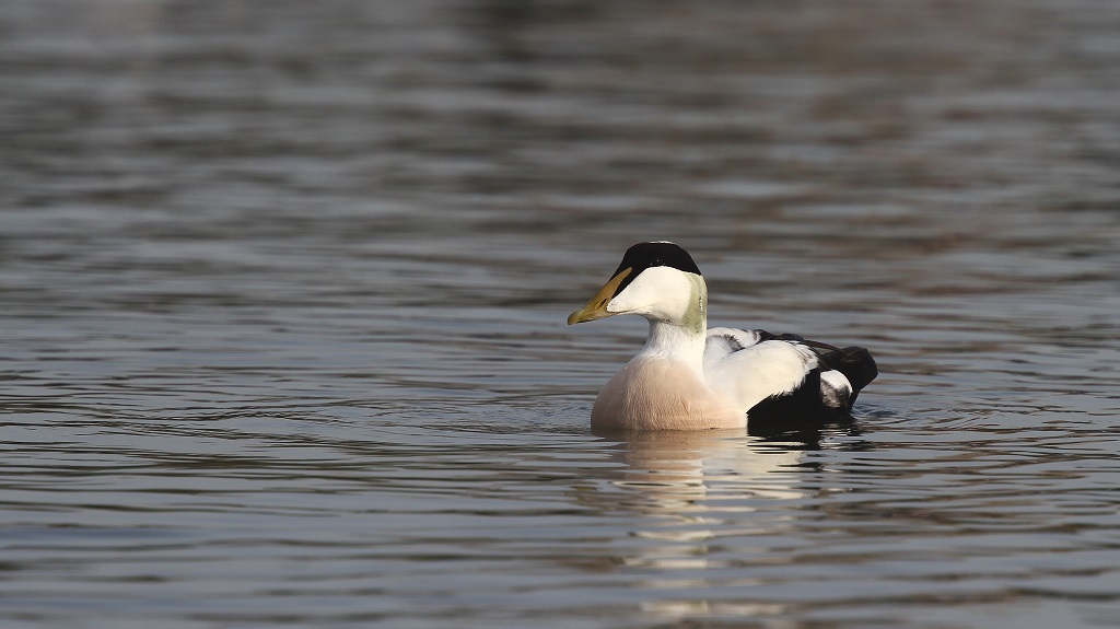 199 Eider à duvet.jpg