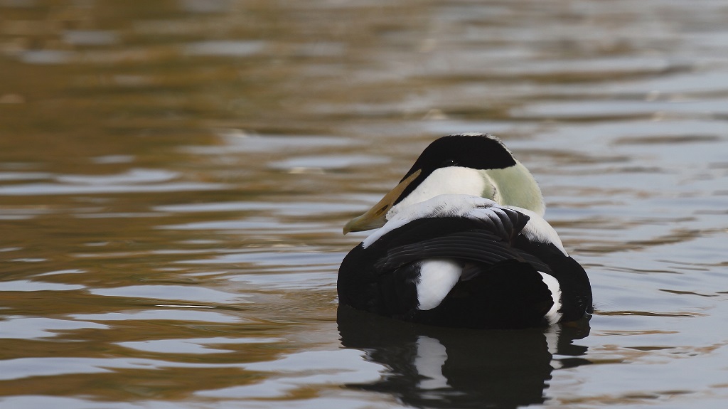200 Eider à duvet.jpg
