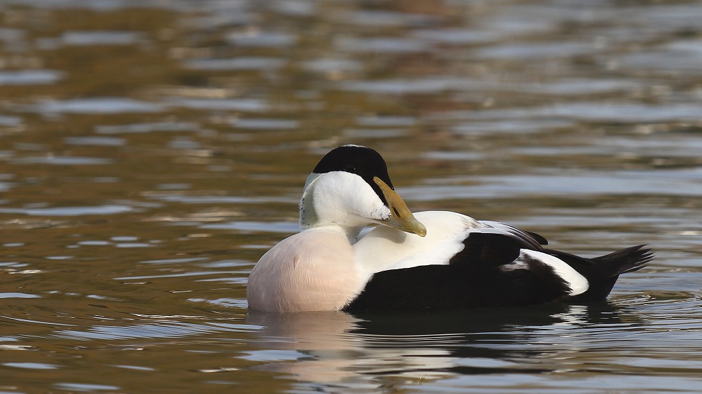 201 Eider à duvet.jpg