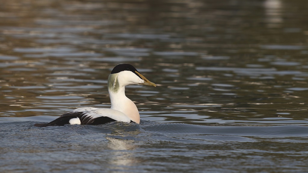 202 Eider à duvet.jpg