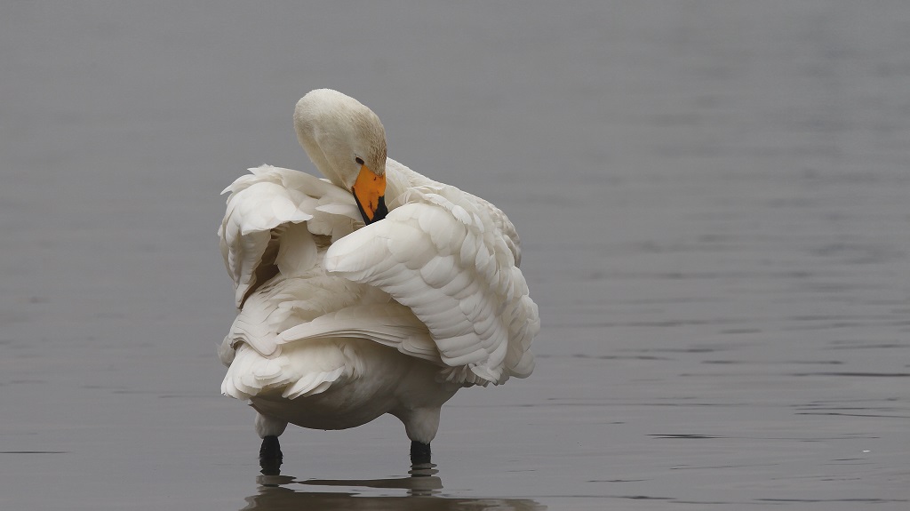 1 Toilettage du cygne chanteur.jpg