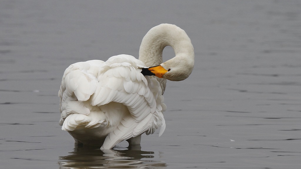 2 Toilettage du cygne chanteur.jpg