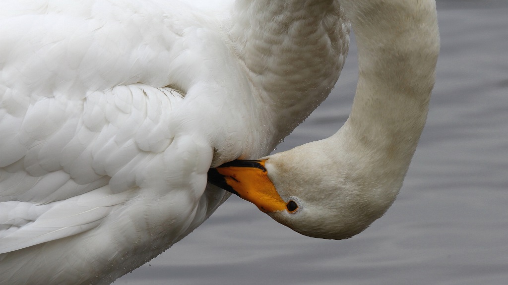 3 Toilettage du cygne chanteur.jpg
