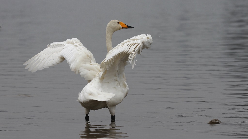 4 Toilettage du cygne chanteur.jpg