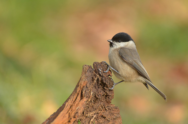 DSC_8834-NI.jpg