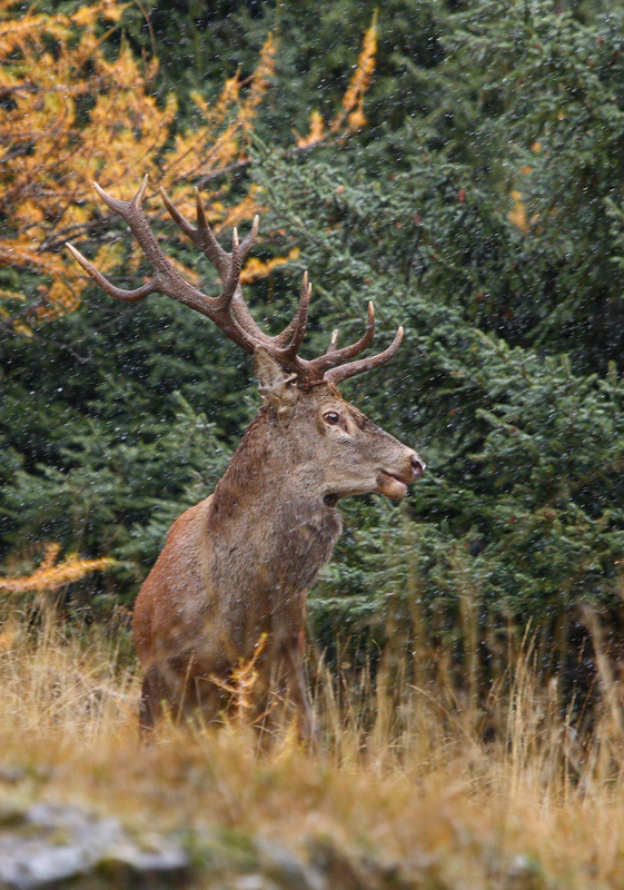 rut-du-cerf-12.10.jpg