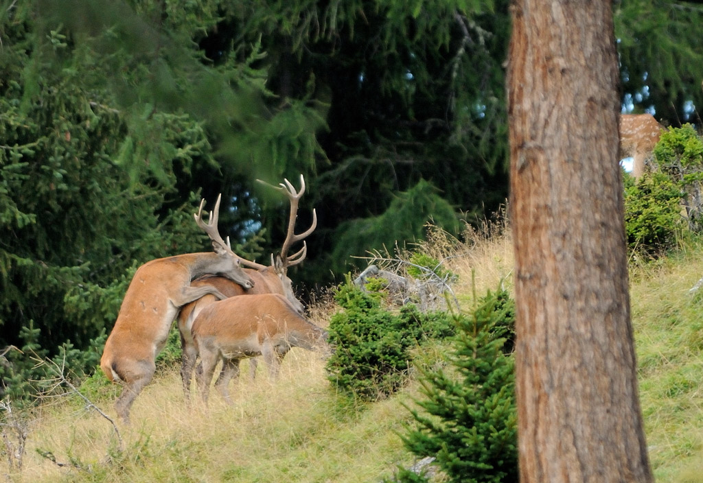 cerf-et-biches_020926.jpg