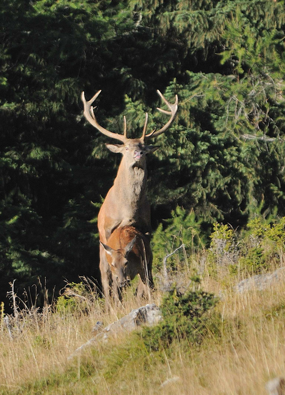 rut-20.09.jpg