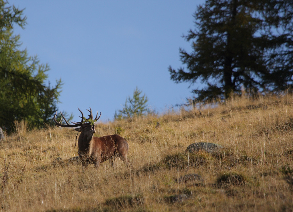 rut-du-cerf-02.10.1.jpg