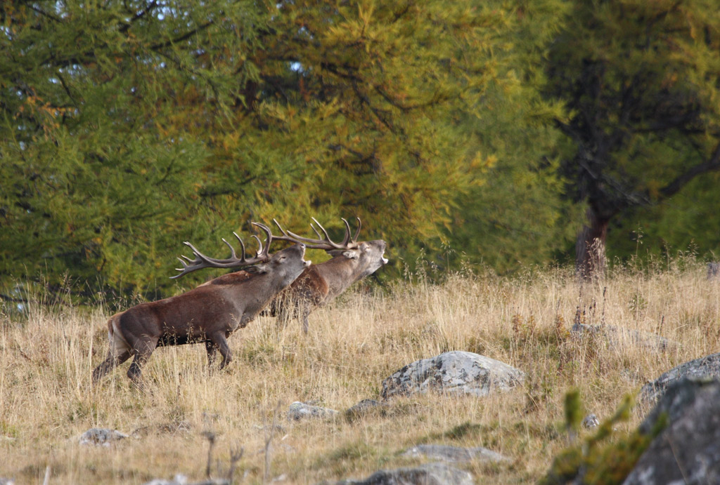 rut-du-cerf-02.10.2.jpg