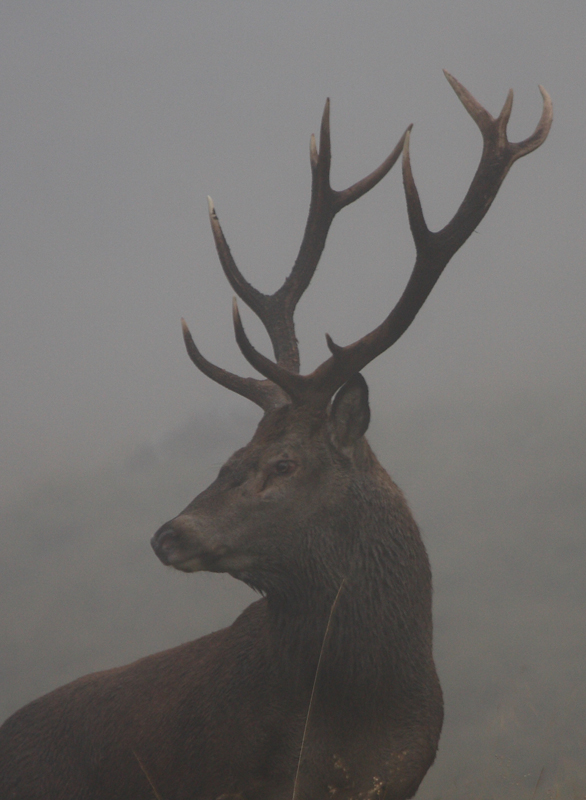 rut-du-cerf-18.09.jpg
