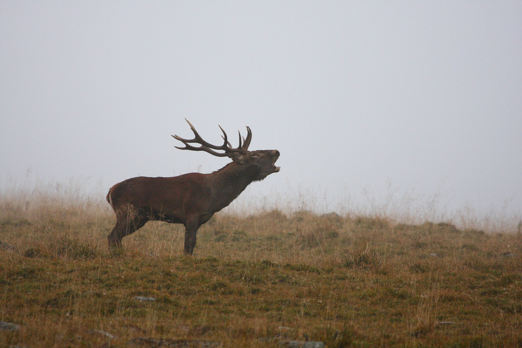 rut-du-cerf-27.09.jpg