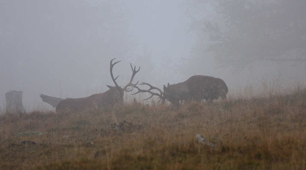rut-du-cerf-combat-27.09.jpg