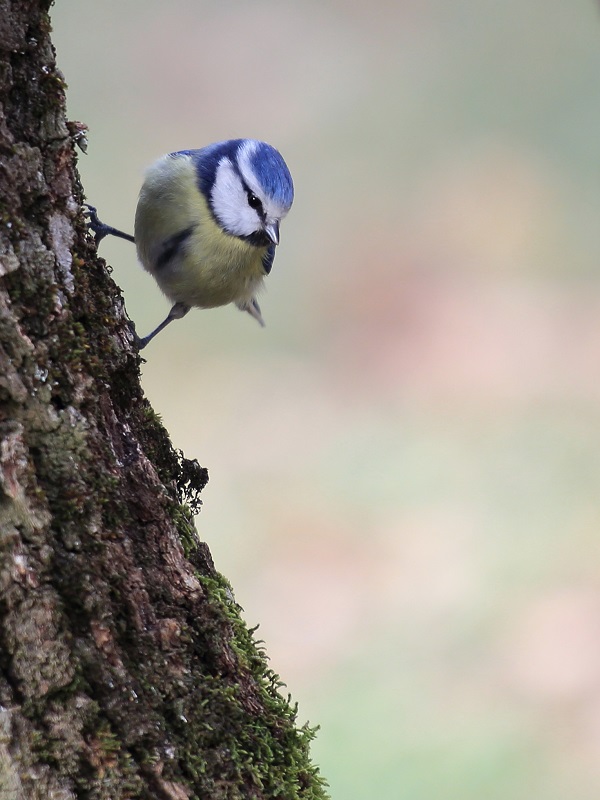 209 Mésange bleue.jpg